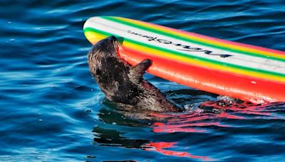 El magistral regreso de 841, la nutria “delincuente”, a las costas del norte de California