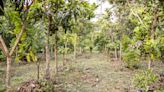 Cocoa producers trial new farming scheme to save chocolate from climate change