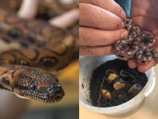 Male snake called Ronaldo gives birth to 14 babies in rare 'virgin birth'