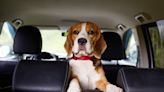 Beagle Puppy Rescued from a Hot Car in Connecticut Becomes Fire Station Service Mascot