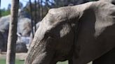 Are elephants, including pregnant ones, imprisoned at Chaffee Zoo? Lawsuit says yes