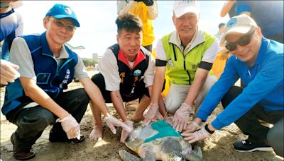 澎湖12海龜野放 欖蠵龜帶發報器重返大海