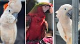 Beloved exotic birds returned to popular Buckhead restaurant after theft