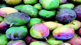 59% rise in mango exports from Bengaluru Airport in 2024