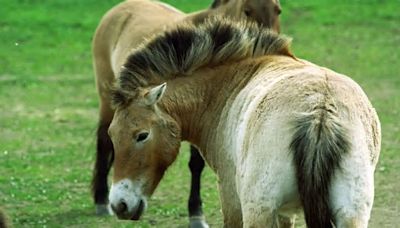 Kasachstan: Zoos aus Prag und Berlin wildern Przewalski-Pferde aus