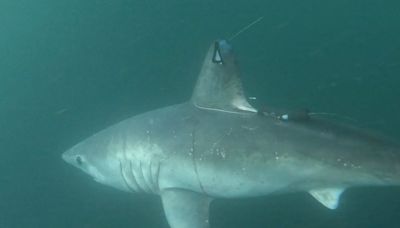 Researchers shocked after 8-foot shark is eaten by a predator. But who's the culprit?