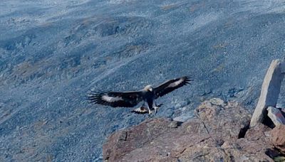 Golden eagle which attacked toddler in Norway ‘likely had behavioural disorder’