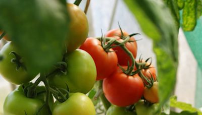 Tomatoes To Be Sold At Rs 60/kg In Delhi-NCR From Monday