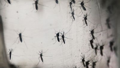 Estos son los condados del área de Houston que tendrán fumigaciones aéreas por aumento de mosquitos