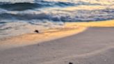 Panama City Beach Turtle Watch officials dub 2023 sea turtle nesting season 'on track'