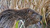 Signs of beavers living by Dorset river confirmed by wildlife trust