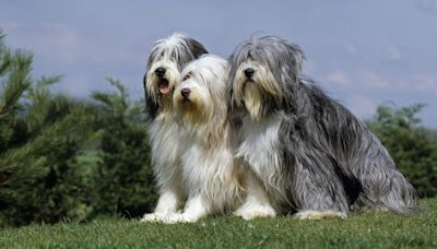 6 fun facts about Bearded Collies – one of Britain's oldest breeds