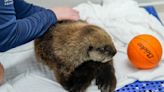 Una cría de nutria marina hallada sola en Alaska tiene un nuevo hogar en un acuario en Chicago