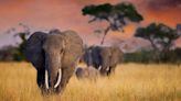 ¿Los elefantes se asignan nombres entre sí para comunicarse? Esto revela un estudio