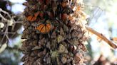 Presencia de la mariposa monarca en México disminuye en 22 por ciento