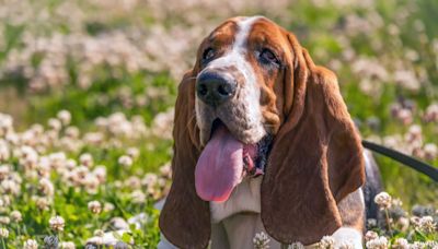 Adorable Basset Hound Melts Right Into the Floor During Joyful Belly Rubs