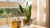 7 beautiful houseplants that are almost impossible to kill