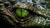 Crocodile's 'virgin birth' is a first for science's history books