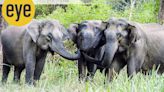 What elephants talk when we aren’t listening