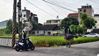 2隻鴕鳥台中烏日逛大街 警到場協助處理 (圖)