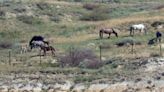 What's next with the wild horses? Senator Hoeven provides an update