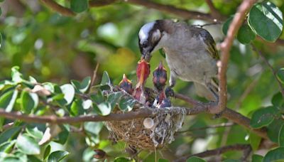 痛失巢穴與寶寶！白頭翁大愛噴發「親餵鄰居家幼鳥」 抵禦外人者