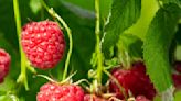 How to grow raspberries from shop-bought – 4 simple steps to transform supermarket berries