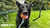 Wiltshire Police dogs to get welfare checks under new scheme