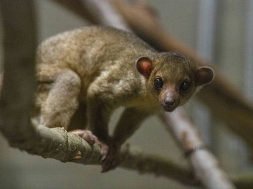 Here’s how a South American honey bear made its way to Tacoma via a Yakima rest stop