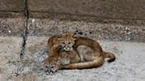 Trapped mountain lion cubs rescued just before Colorado dam releases torrent of water