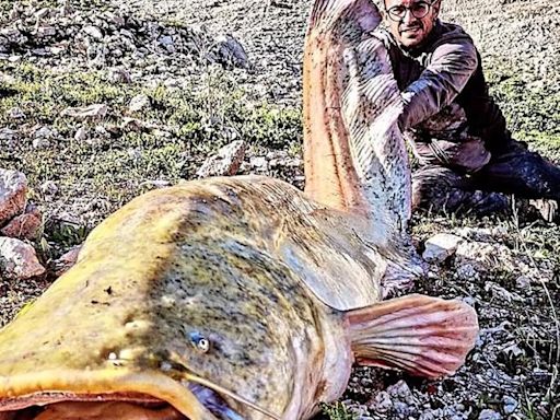 Un siluro de 2,5 metros, pescado en el pantano de Iznájar