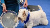 Stache, a Sealyham Terrier, wins National Dog Show