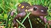 Wildlife Watch: Monitoring Vermont’s amphibians