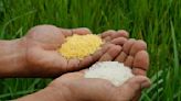 Farmers stand firm vs Golden Rice: ‘Our land, our food, our rice!’