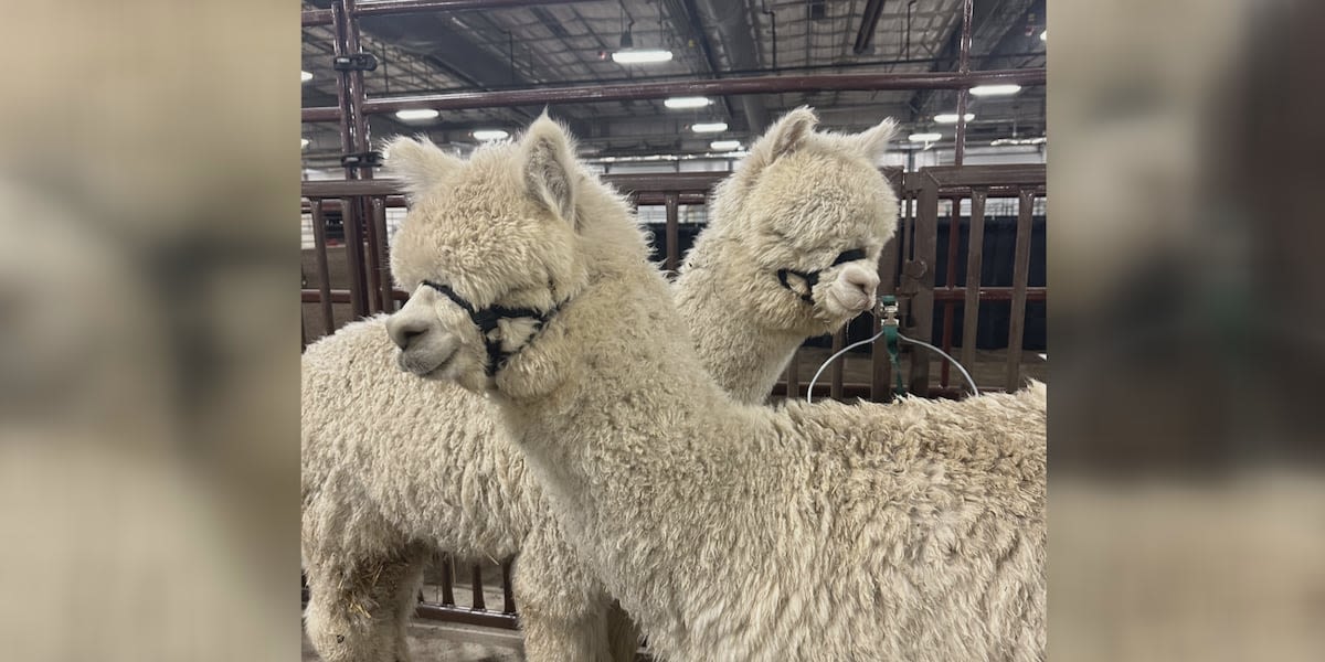 Great Midwest Alpaca Festival in Madison this weekend
