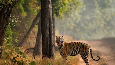 Alarming Rise In Tiger Deaths in Madhya Pradesh Reserve: Report