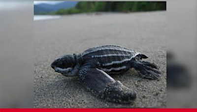 Leatherback sea turtle nesting season begins in Sanibel