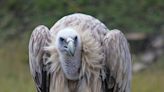 Vultures are the best clean-up crew: Lifeform of the week