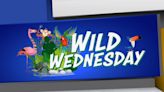 Great Plains Zoo kicks off Wild Wednesday Nights