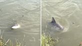 Capturan a un tiburón en río de Texas donde gente va a nadar y logran grabarlo en video