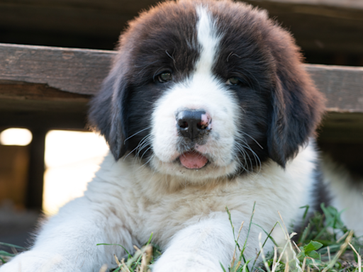 Newfoundland Puppy Gets All Emotional When His Favorite Toy Stops Singing to Him