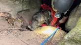 ‘There’s a bear in here’: How a dog was rescued from a bear cave in Sevier County