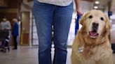 'Tails Of Hope' Super Bowl Commercial From Therapy Dog's POV Tugs at the Heartstrings