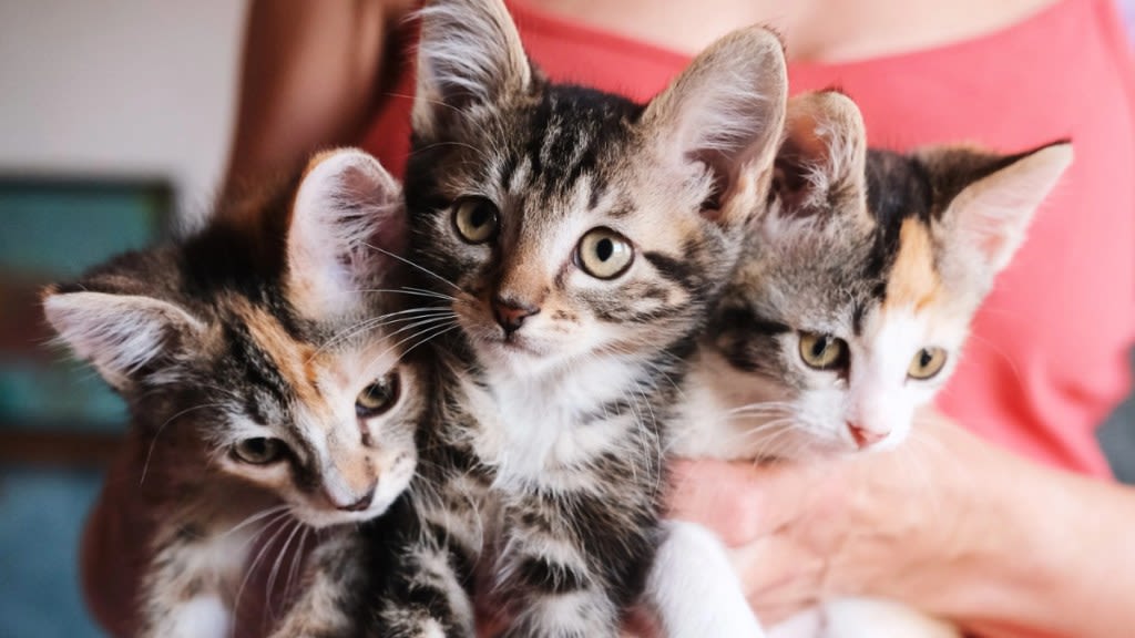 Shelter Launches New Committee for Las Vegas Kitten Season