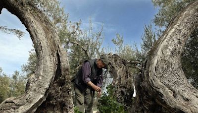 40 años del subsidio agrario: “Es una miseria pero nos permite seguir viviendo en los pueblos”