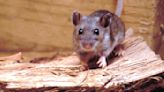 Mouse keeps tidying up man's shed