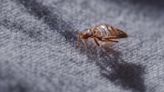 'No One Is Safe': Bed Bugs Invade Paris Ahead of Olympics