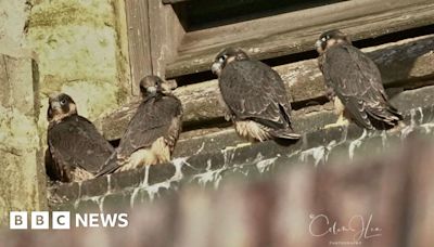 Four peregrine falcon chicks born at Lincoln Cathedral