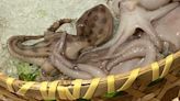 Deadly octopus is served to a diner at a hot pot restaurant