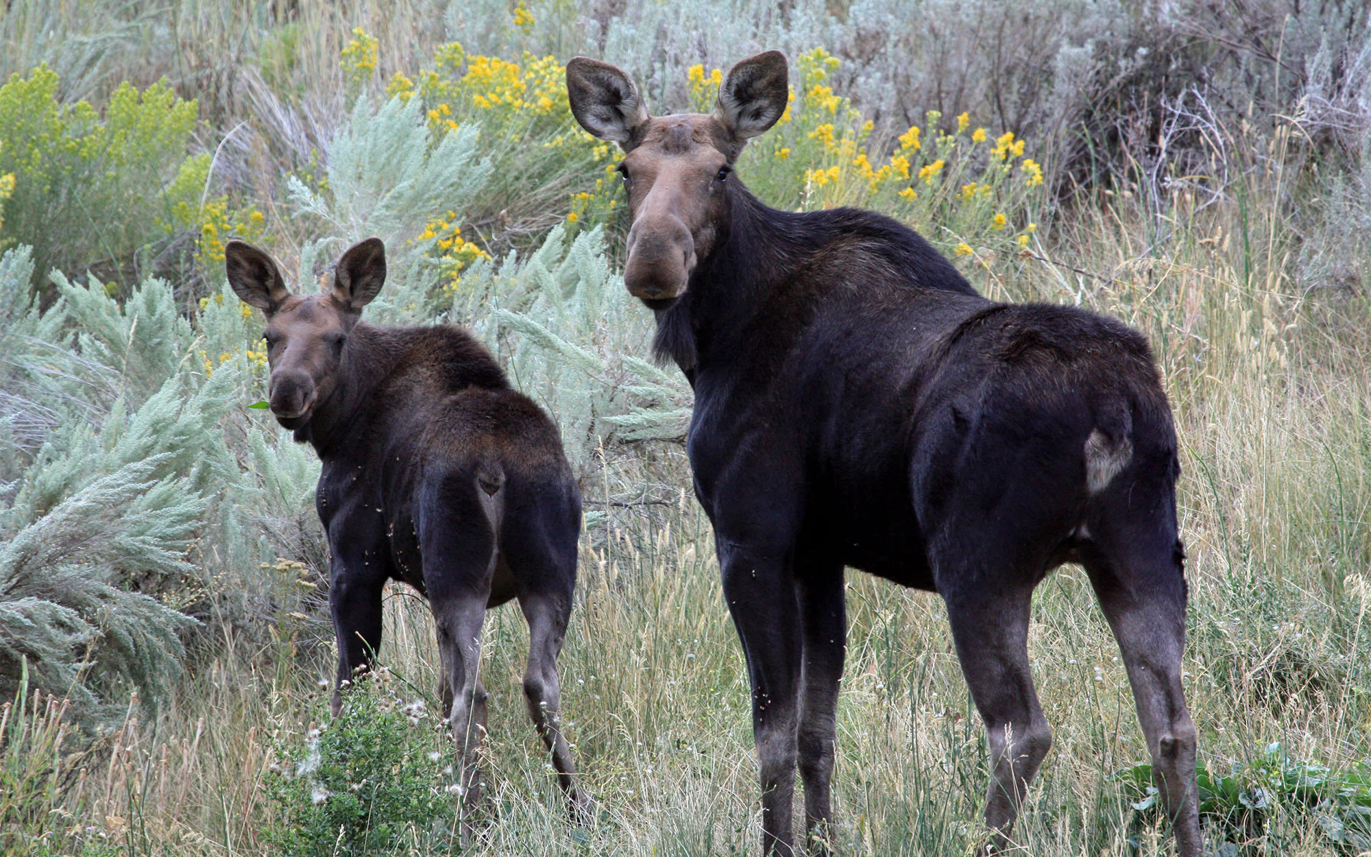 Idaho Turkey Hunter Shoots Charging Cow Moose in Self-Defense